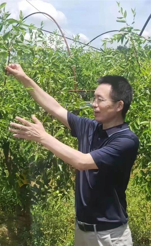 中秋酥脆枣种植技术