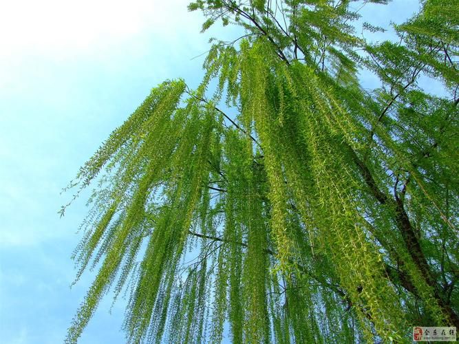 美国竹柳种植技术