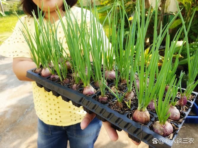大蒜种植时间与施肥方法