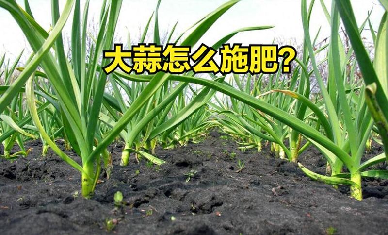 大蒜种植时间和方法