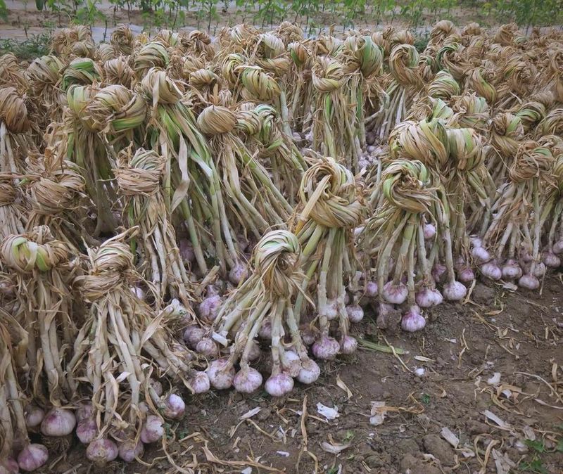 大蒜种植时间和方法