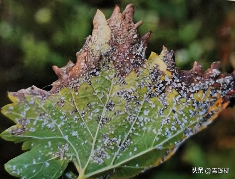 葡萄大棚种植技术