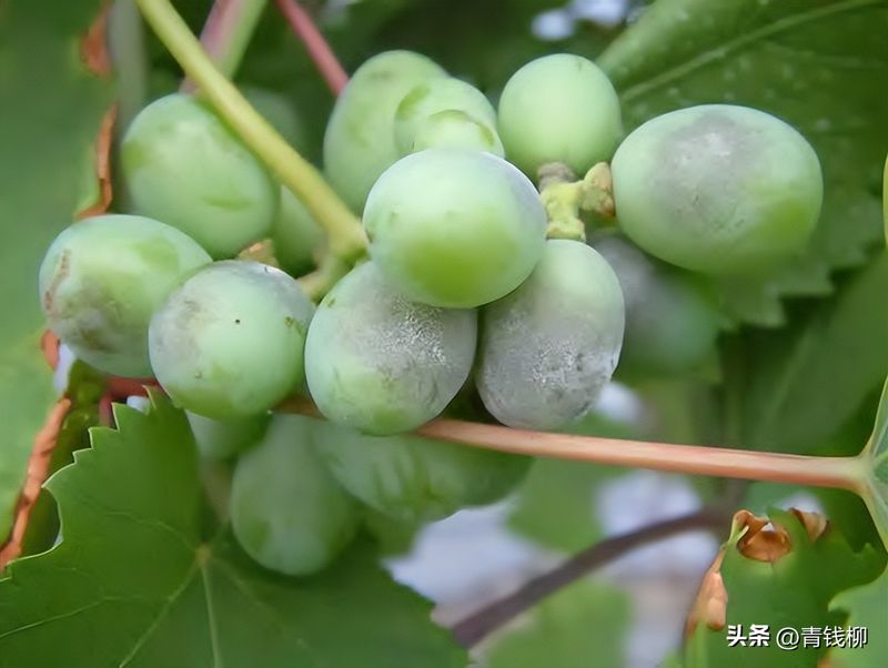 葡萄大棚种植技术