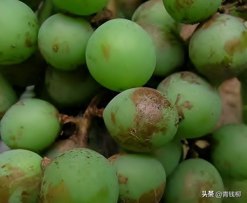 葡萄大棚种植技术