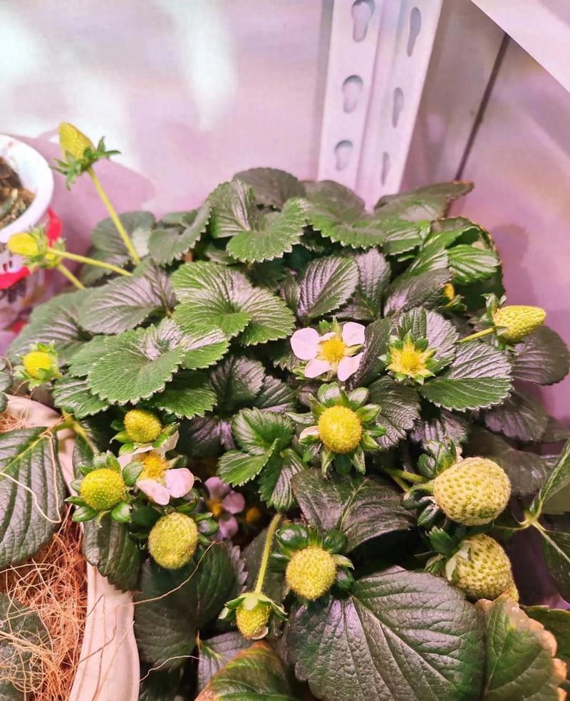 阳台草莓盆栽种植方法