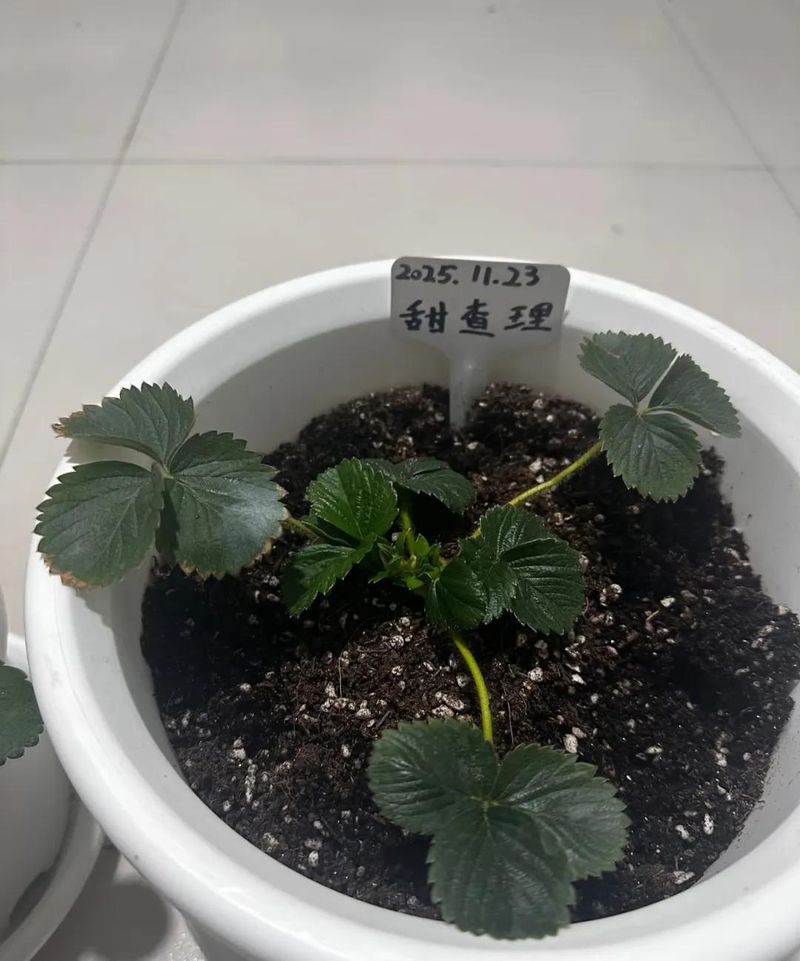 阳台草莓盆栽种植方法