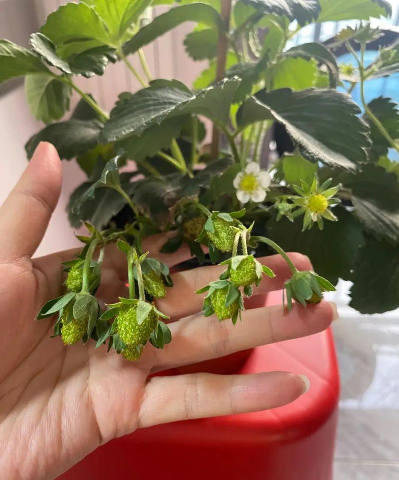 阳台草莓盆栽种植方法