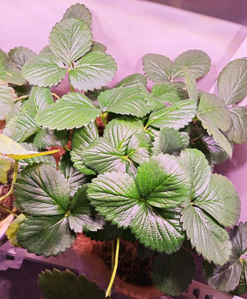 阳台草莓盆栽种植方法