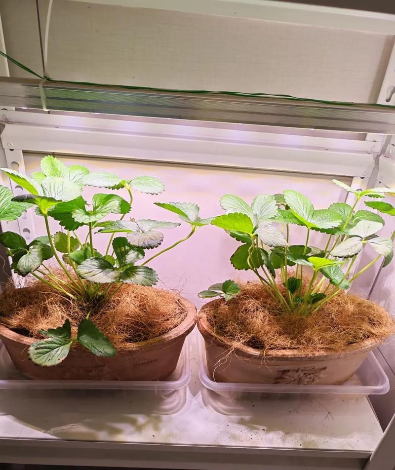阳台草莓盆栽种植方法