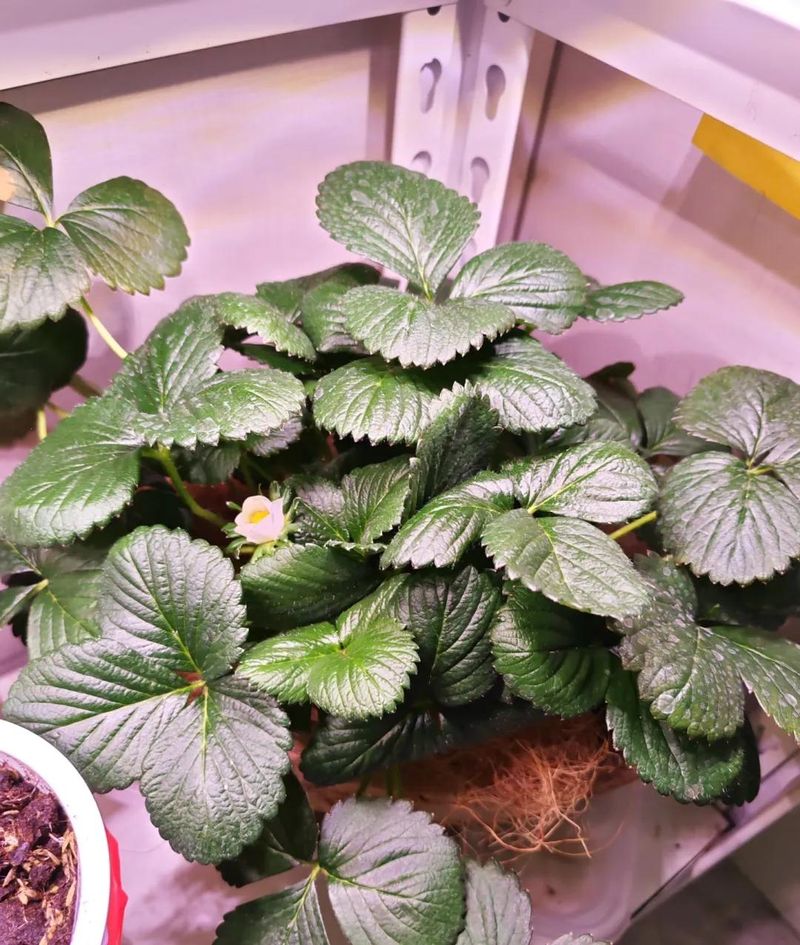 阳台草莓盆栽种植方法
