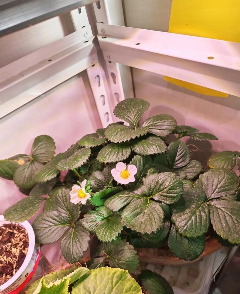 阳台草莓盆栽种植方法