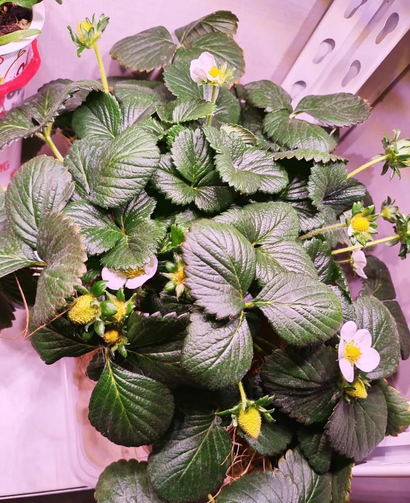 阳台草莓盆栽种植方法