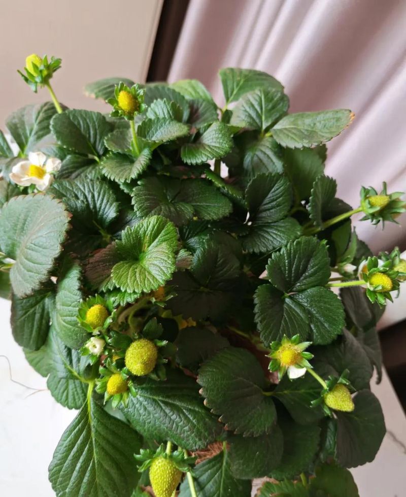 阳台草莓盆栽种植方法
