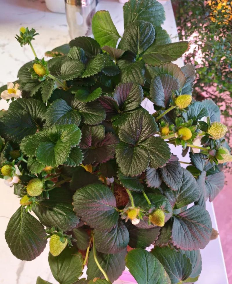 阳台草莓盆栽种植方法