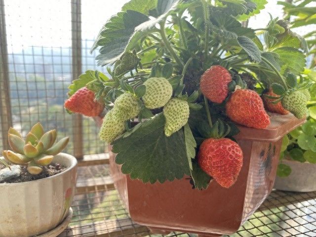 阳台草莓盆栽种植方法