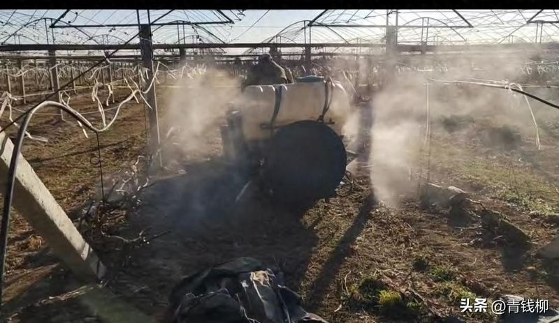 葡萄大棚种植技术