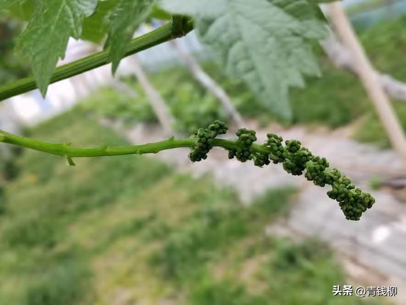 葡萄大棚种植技术
