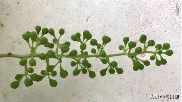 葡萄大棚种植技术