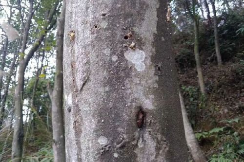 沉香人工种植方法