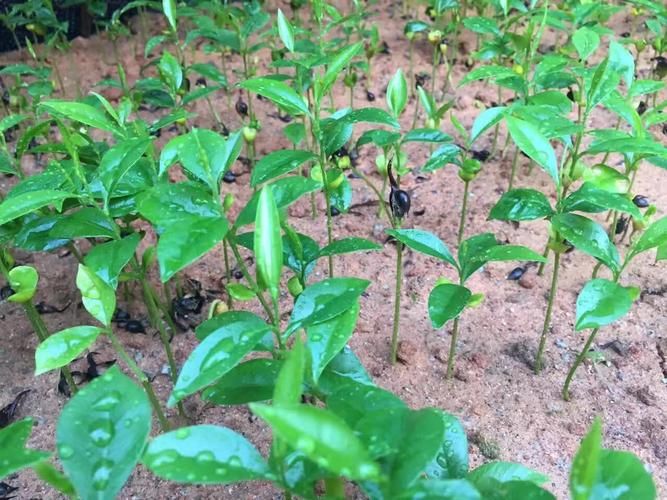 沉香人工种植方法
