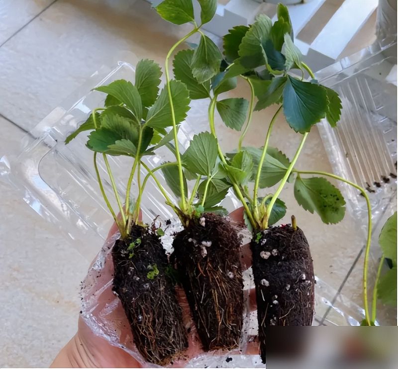 阳台草莓盆栽种植方法