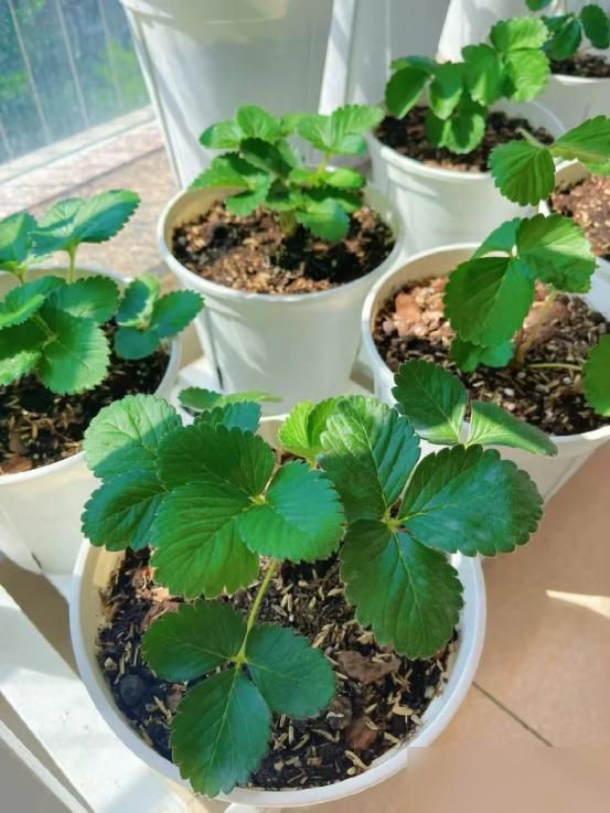 阳台草莓盆栽种植方法