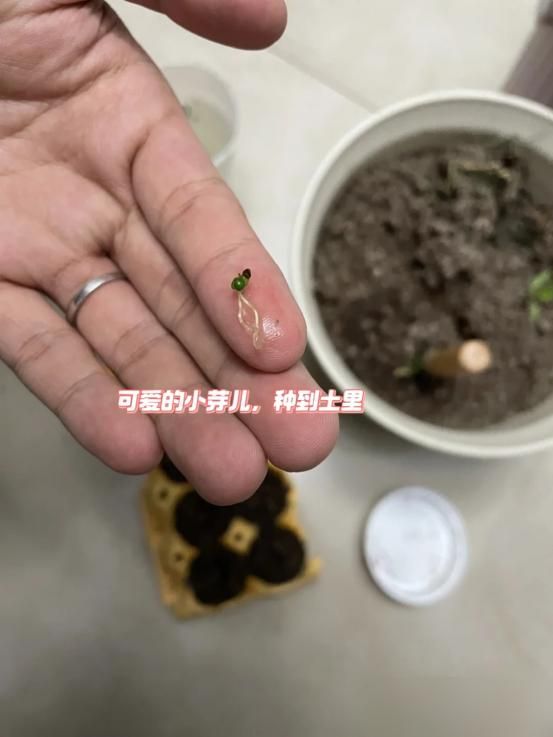 阳台草莓盆栽种植方法