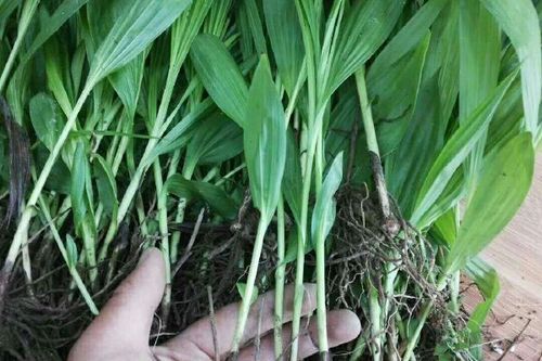 白芨种植技巧与环境要求