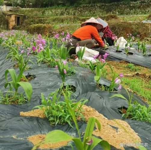白芨种植技术视频