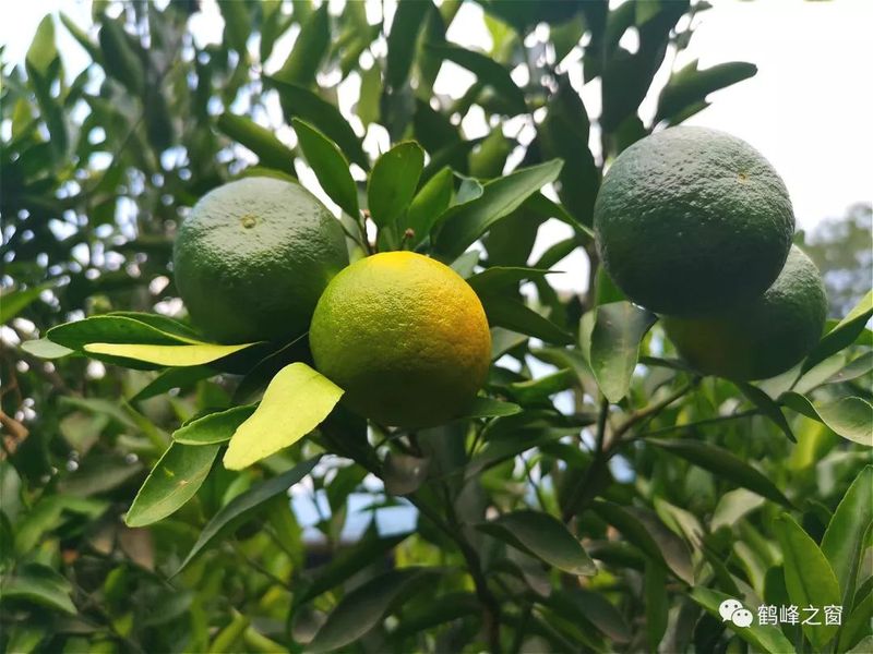 丑八怪水果种植