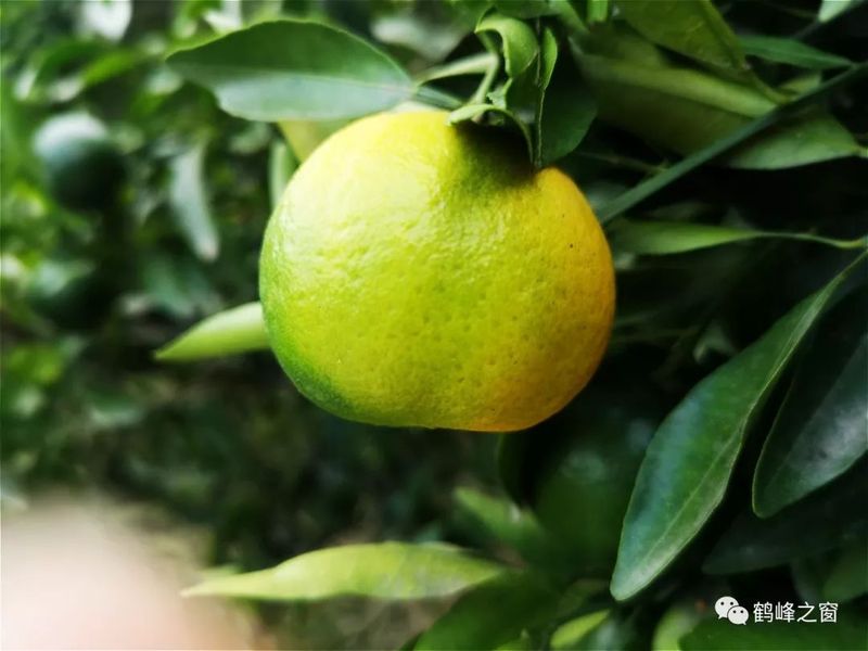 丑八怪水果种植