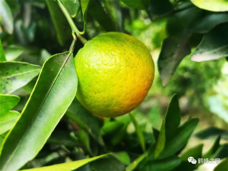 丑八怪水果种植