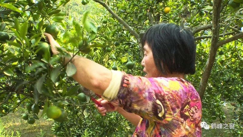 丑八怪水果种植