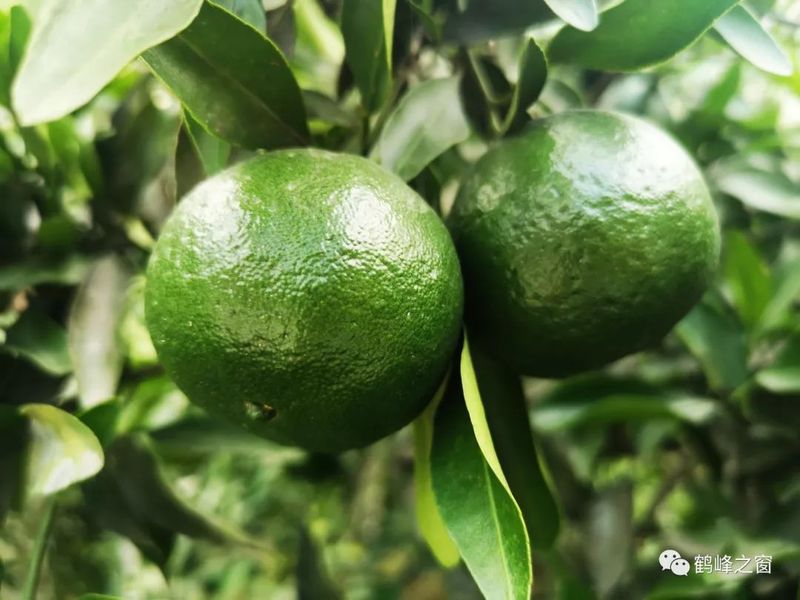 丑八怪水果种植