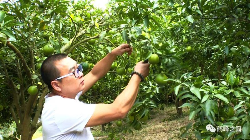 丑八怪水果种植