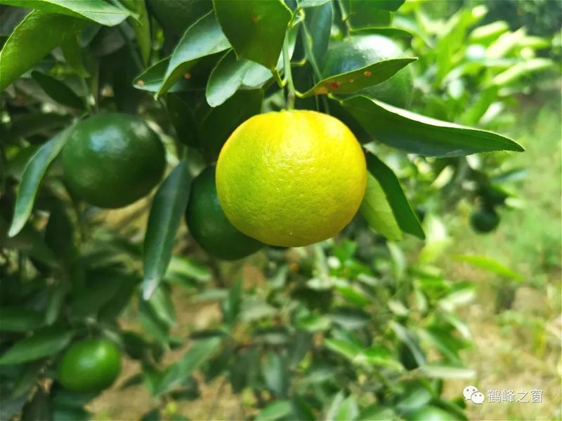 丑八怪水果种植