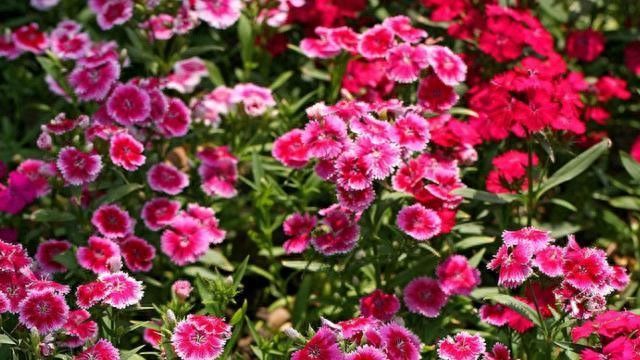 五彩石竹种子种植方法
