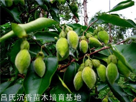 沉香人工种植方法