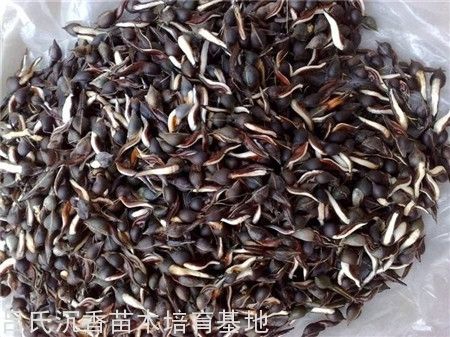 沉香人工种植方法