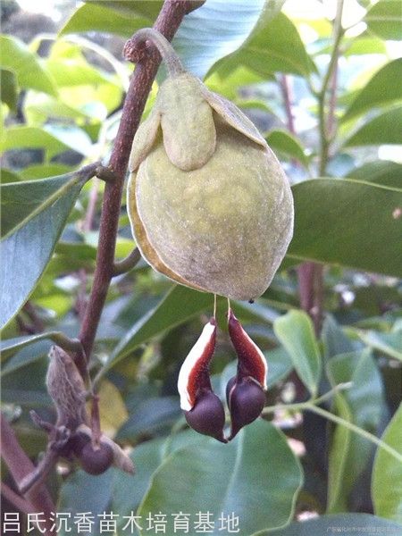 沉香人工种植方法