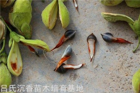 沉香人工种植方法