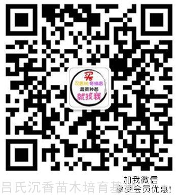 沉香人工种植方法