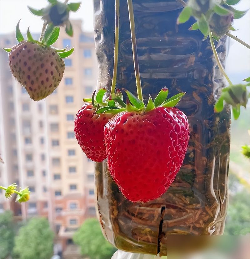 阳台草莓盆栽种植方法