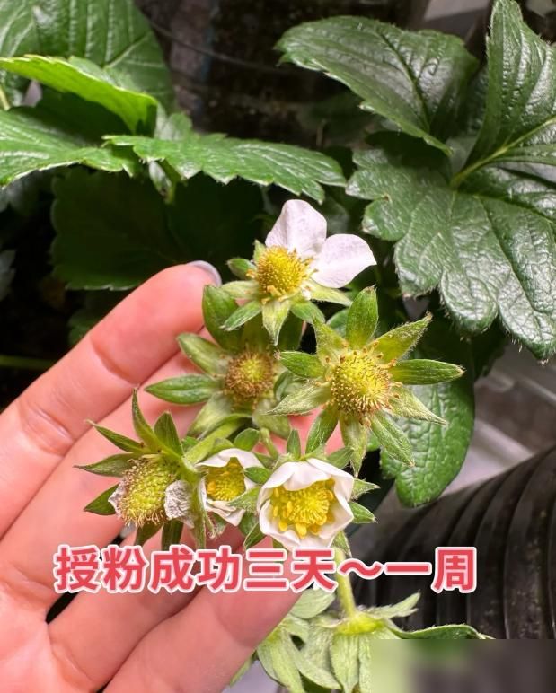 阳台草莓盆栽种植方法