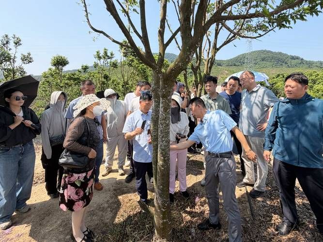 沉香人工种植方法