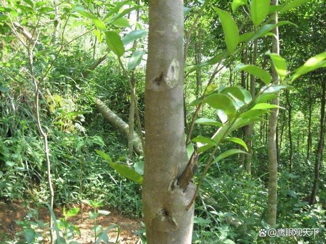 沉香人工种植方法