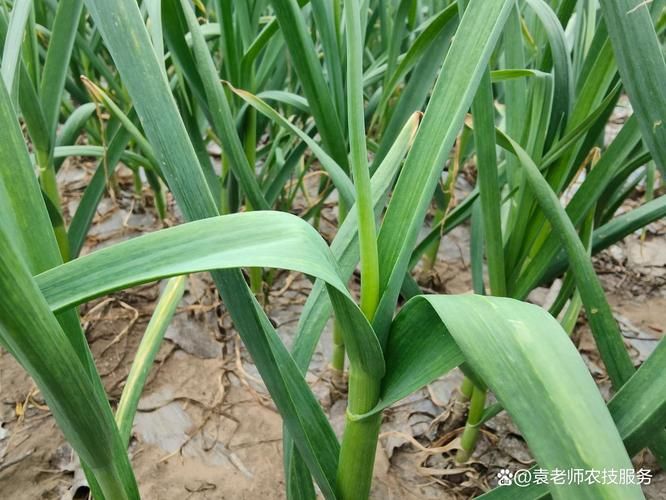 春季大蒜种植技术视频