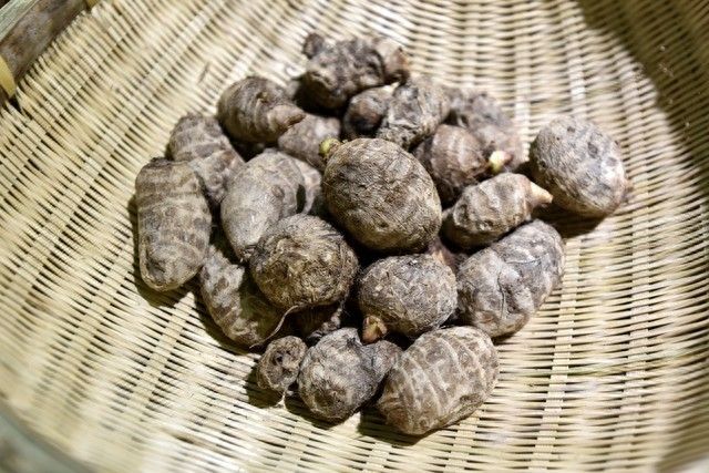 阳台芋头种植方法