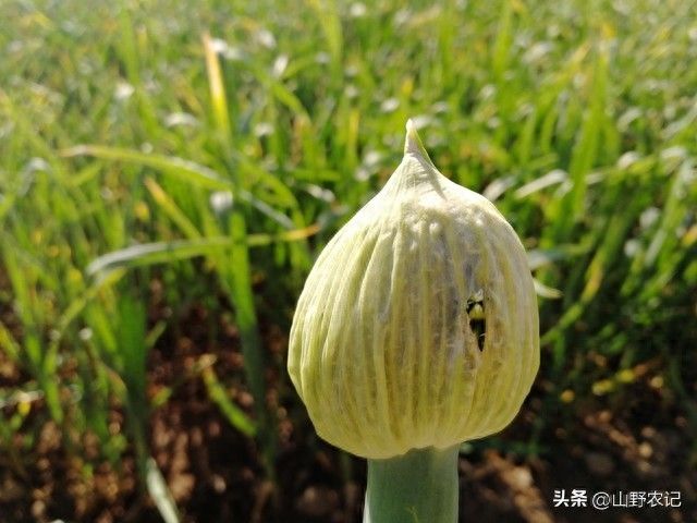 春季大蒜种植技术视频