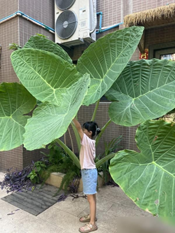 阳台芋头种植方法